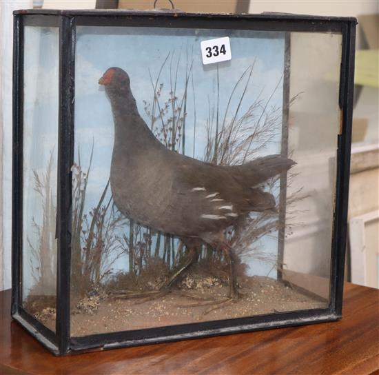 A Victorian taxidermied moorhen, cased